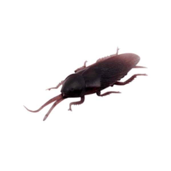 Realistic Rubber Cockroach